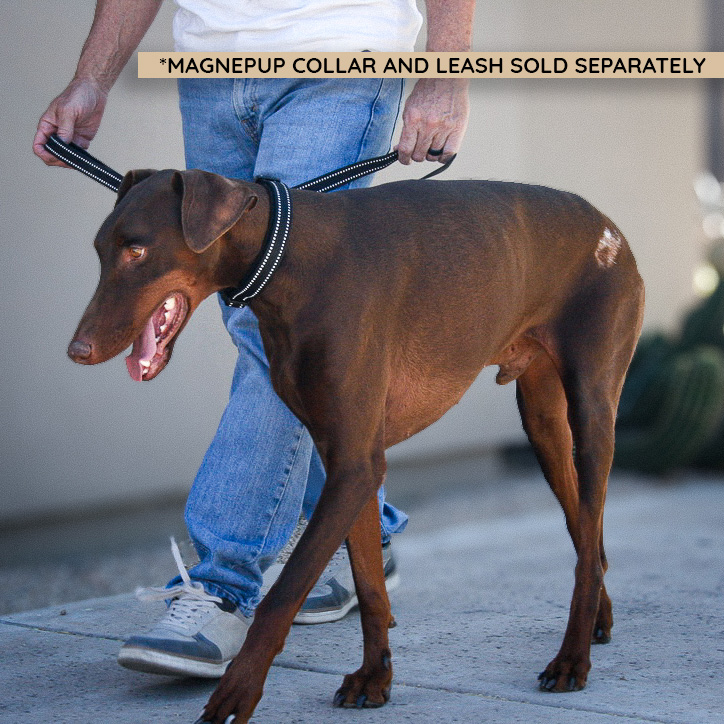 Two dogs walking in Standard CLICK & GO Collars, medium and large sizes