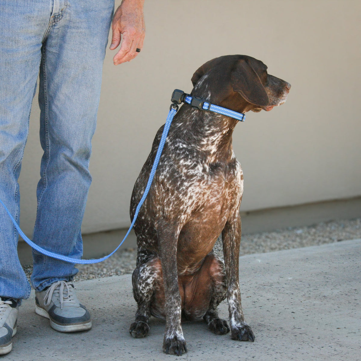 German Shorthaired Pointer wearing the Slim collar and leash set