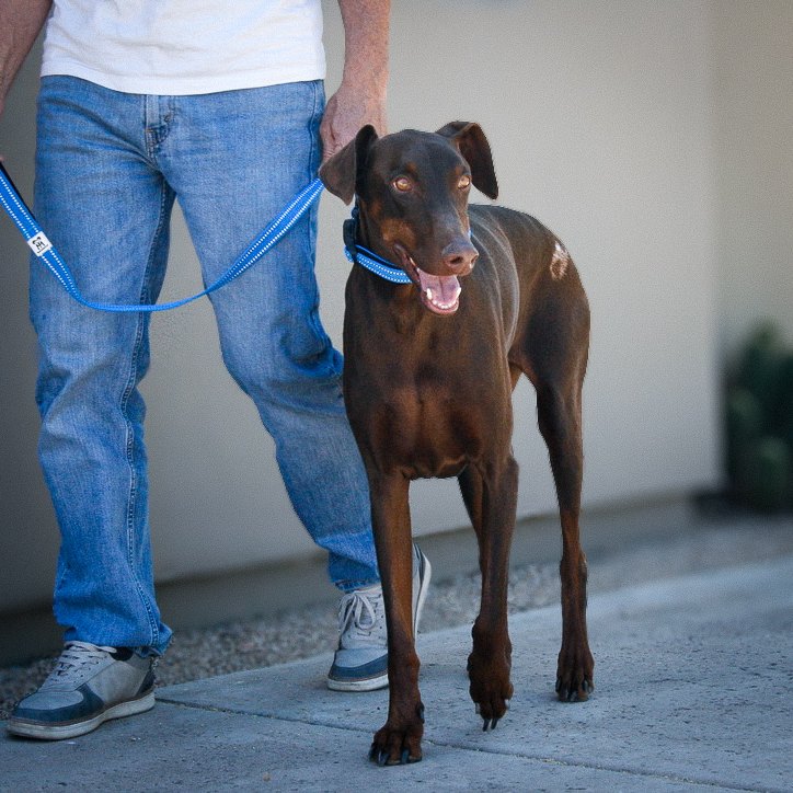 Doberman wearing the Standard collar and leash set