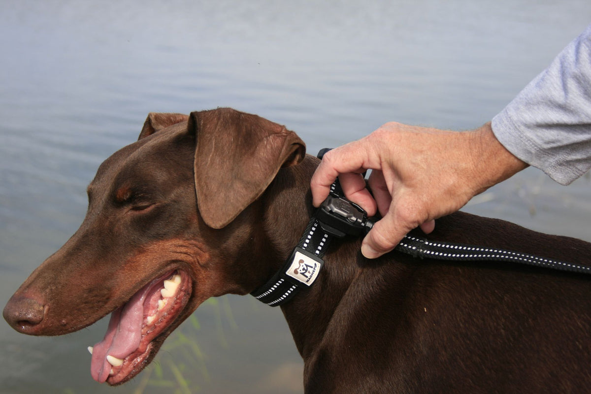 MAGNEPUP at a community dog event