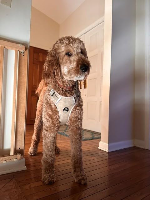 Roscoe