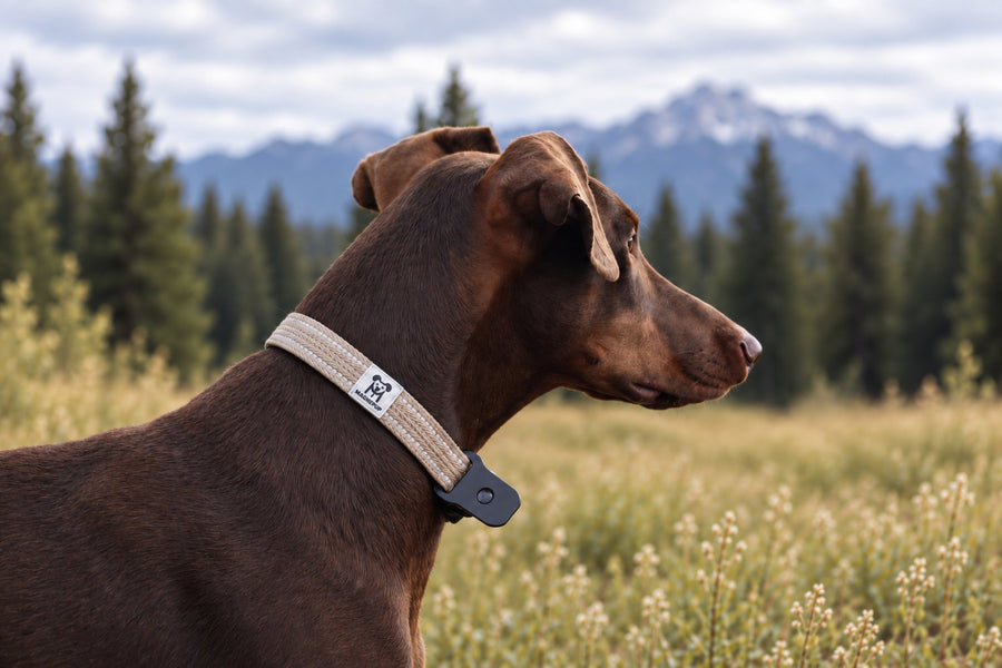 Large collar example