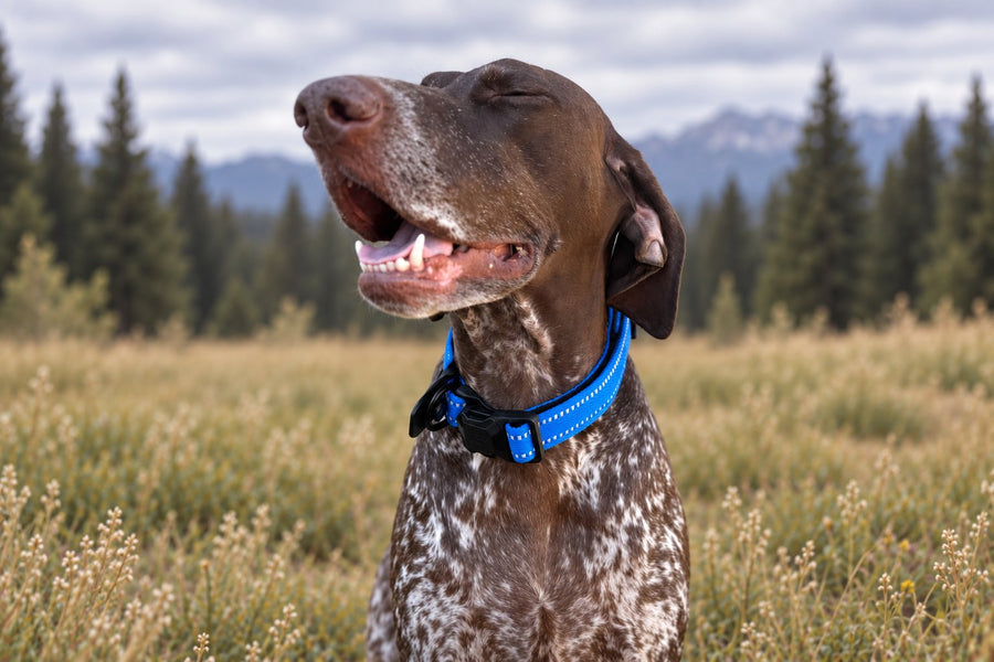 Medium collar example
