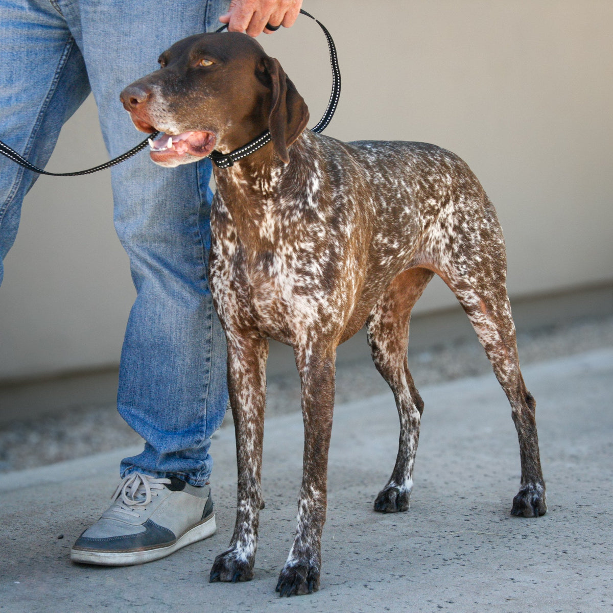 Onyx Black Slim leash and collar on a German Shorthaired Pointer