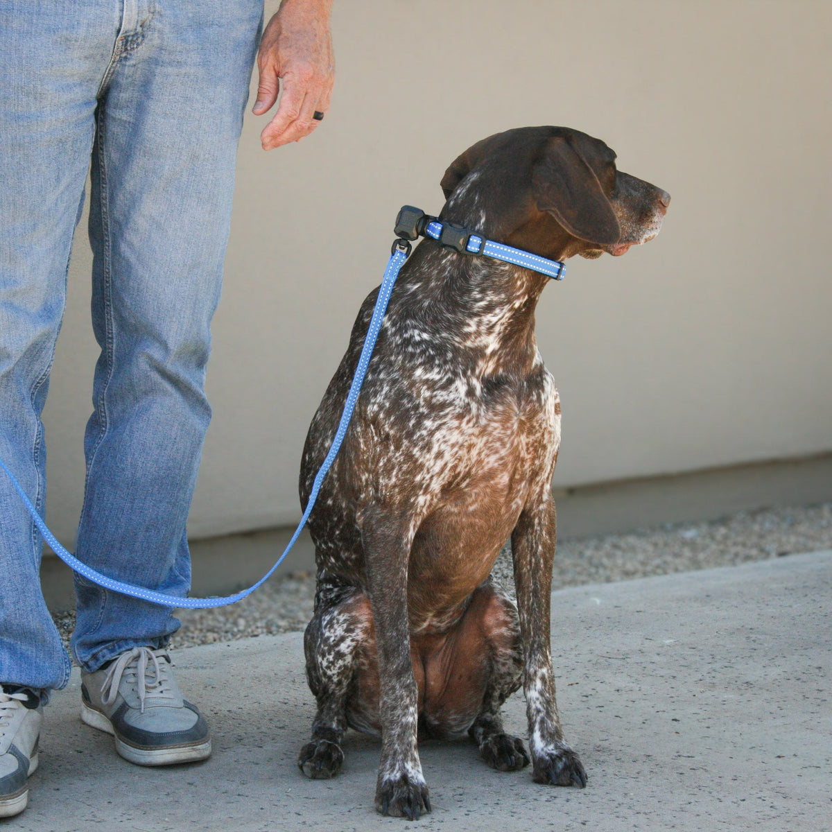 Cobalt Blue Slim collar on a German Shorthaired Pointer