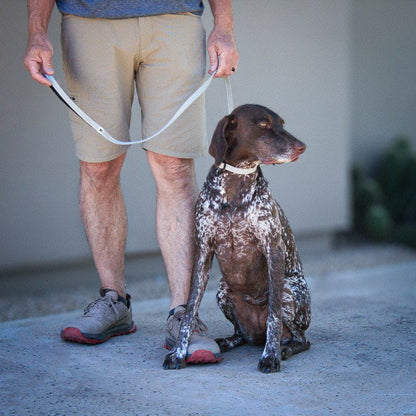 Silver Sage Slim collar on a German Shorthaired Pointer, close-up
