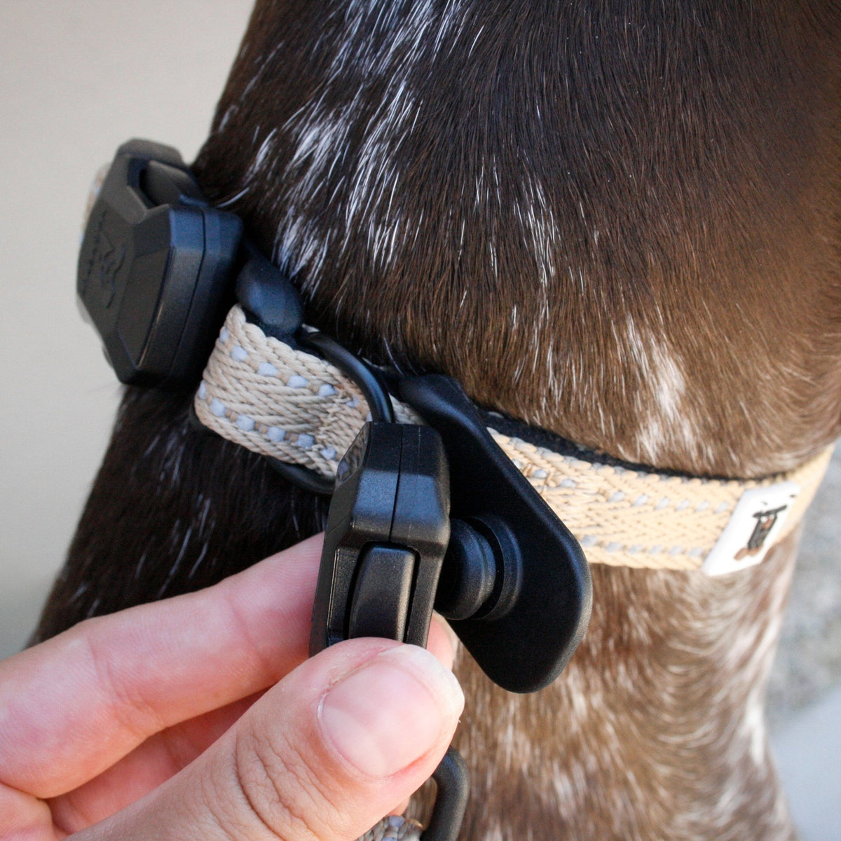 Desert Tan Slim collar — magnetic buckle closed