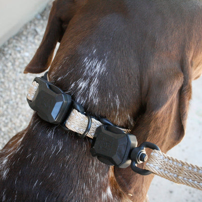 Desert Tan Slim collar and leash on a German Shorthaired Pointer