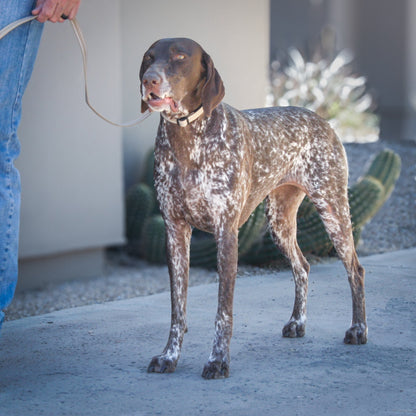 Desert Tan Slim collar on a German Shorthaired Pointer