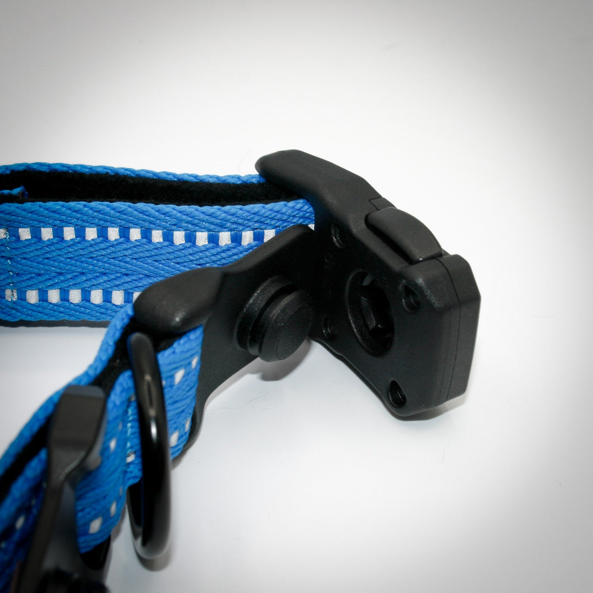 Cobalt Blue Standard collar — buckle open