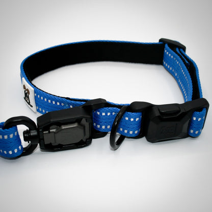 Cobalt Blue Standard collar and leash on a German Shorthaired Pointer