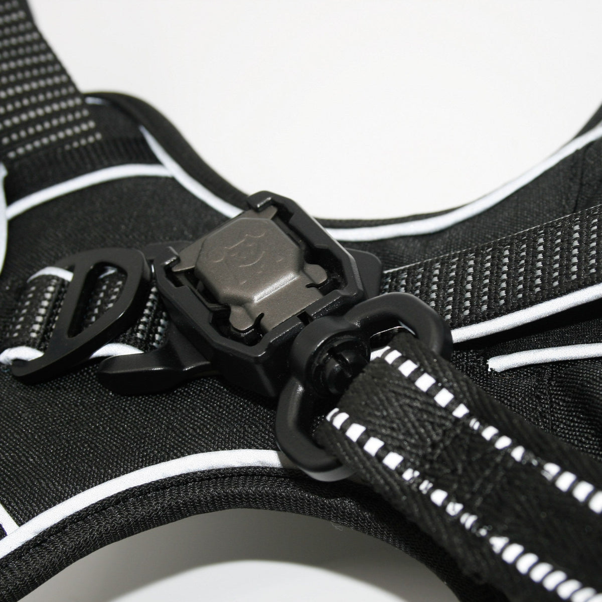 Onyx Black Standard leash clicked onto the Standard harness