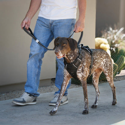 Onyx Black Standard Harness and leash on a German Shorthaired Pointer