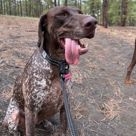 His reduced hand strength and balance made it impossible to use traditional leash and collar buckles.